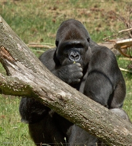 sized_BEEKSE BERGEN SAFARIPARK-2870