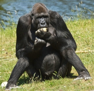 sized_BEEKSE BERGEN SAFARIPARK-2882