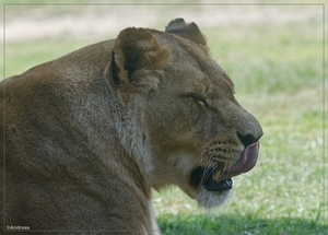 sized_BEEKSE BERGEN SAFARIPARK-2911