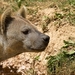 sized_BEEKSE BERGEN SAFARIPARK-2918