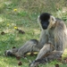 sized_BEEKSE BERGEN SAFARIPARK-2927