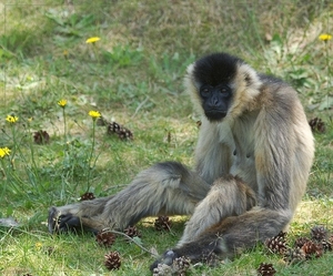 sized_BEEKSE BERGEN SAFARIPARK-2927