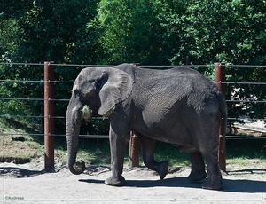 sized_BEEKSE BERGEN SAFARIPARK-9246