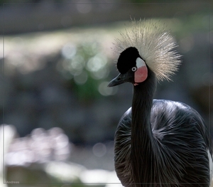 sized_BEEKSE BERGEN SAFIRIPARK-2963