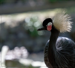 sized_BEEKSE BERGEN SAFIRIPARK-2964