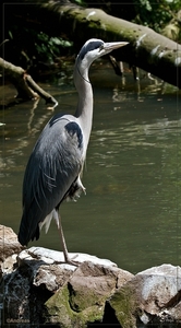 sized_BEEKSE BERGEN SAFIRIPARK-2967