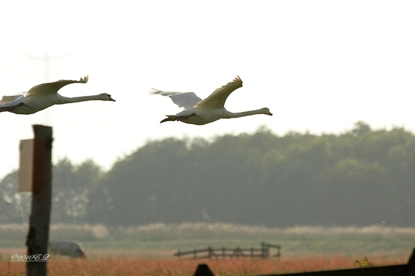 sized_Afbeelding 101