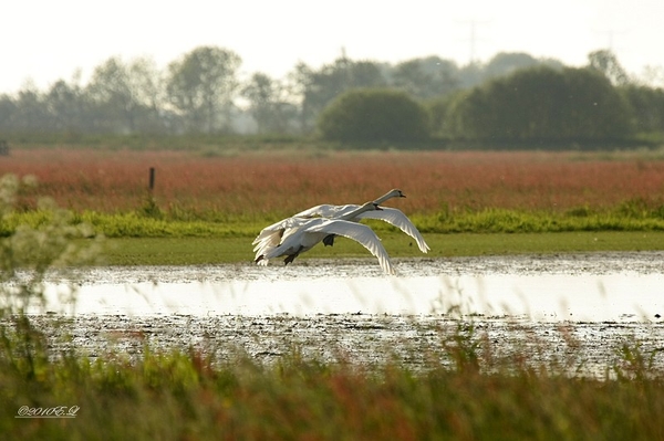 sized_Afbeelding 104