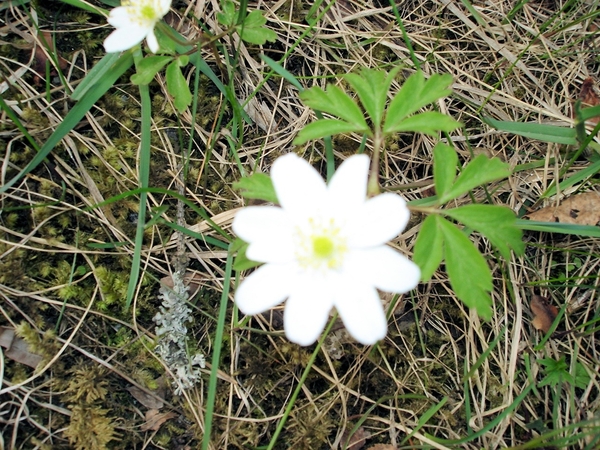 DSC09017