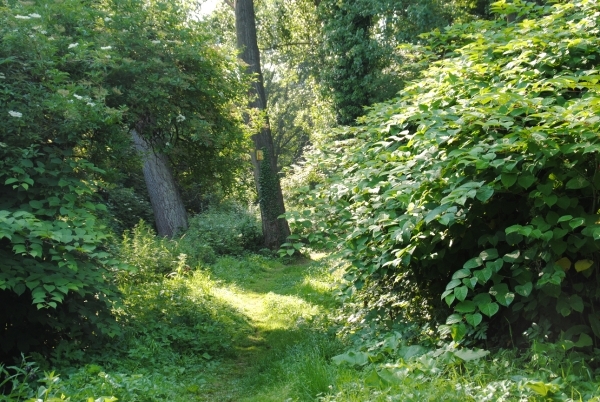 DSC_0010 RUSTOASEN.....!