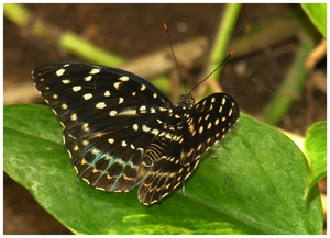 vlinder gran canaria