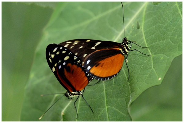 vlindertuin