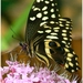 vlindertuin 13 A