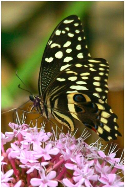 vlindertuin 13 A