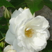 Witte rozenstruik