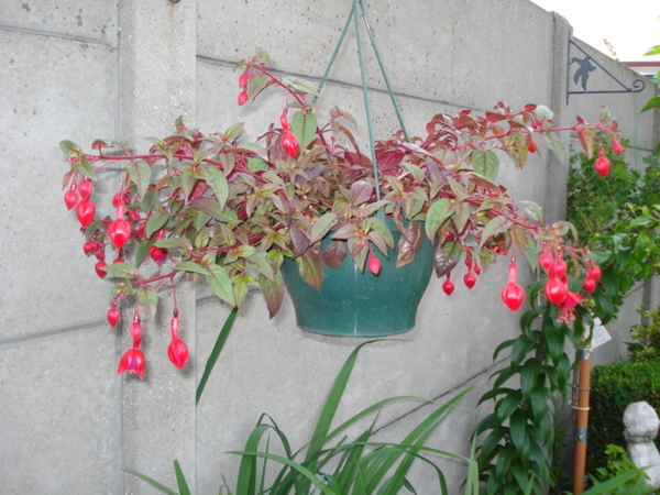 Fuchsia rood
