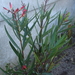 Oleander  rood