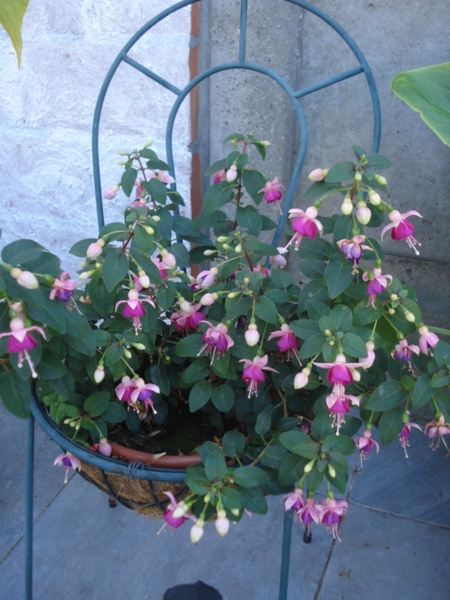 Fuschia