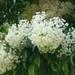 wittebloemen