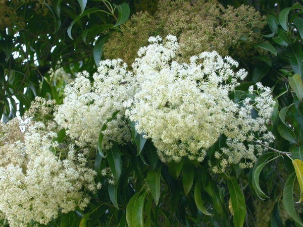 wittebloemen