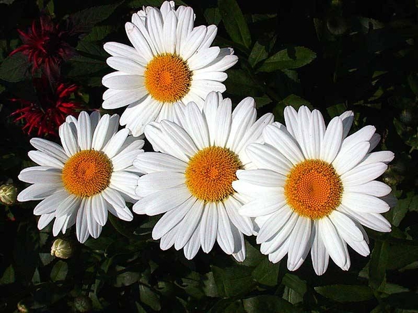 margrieten