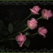 roze roosjes