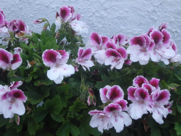 Geranium