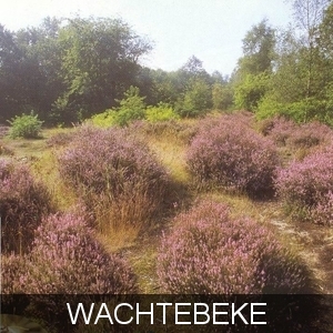 Wachtebeke heidebos heide