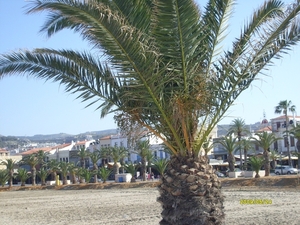 palmboom