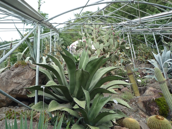 Merano _schloss_Trauttmansdorff _botanische tuin _P1060708