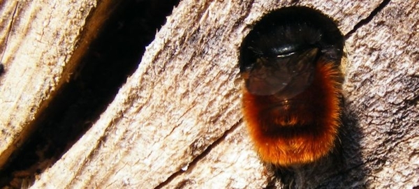 hoe zou die rosse metselbij toch aan zijn naam komen