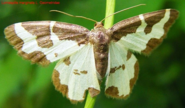 Lomaspilis marginata L. Geometridae1