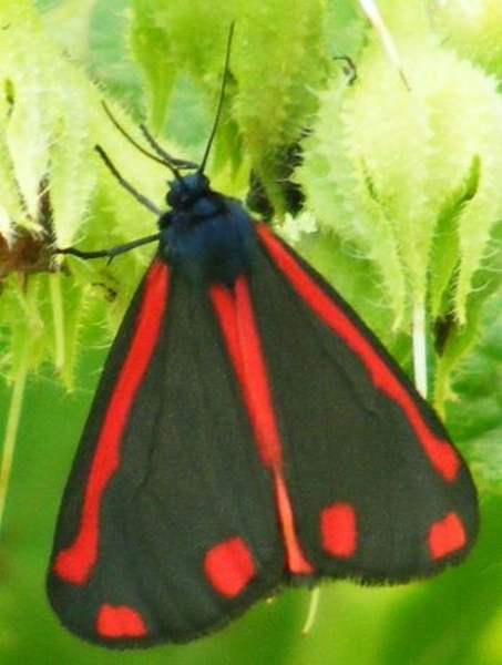 Sint-Jacobsvlinder Tyria jacobaeae L.