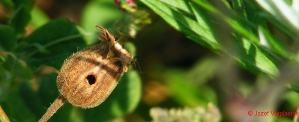 Avondkoekoeksbloem na ongenode gast