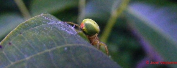 Gewone komkommerspin5