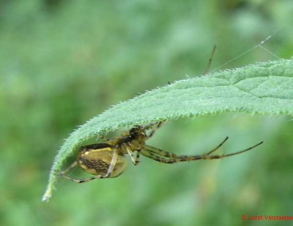 als beschutting tegen de zon