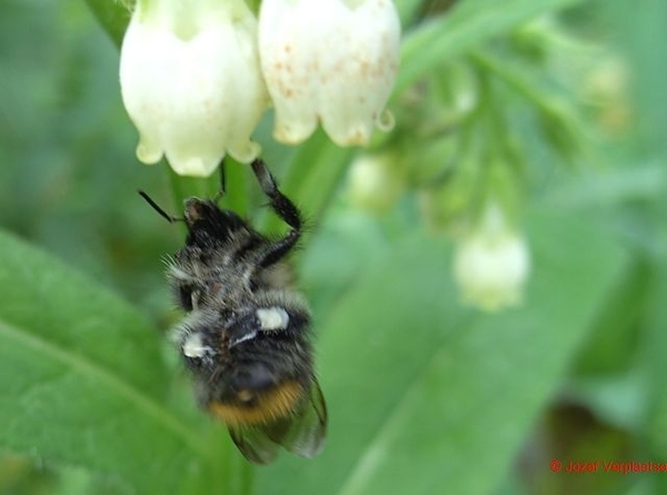 met mijn achterpoten kan ik het stuifmeel nét bij mekaar houden