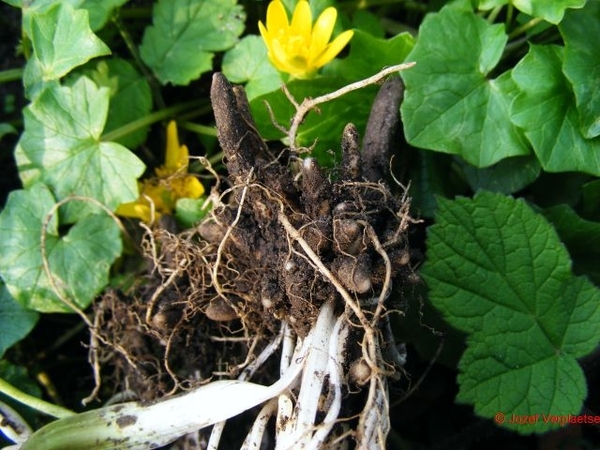 Speenkruid bloem blad wortel