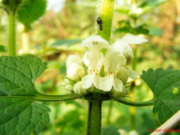 witte dovenetel met mier