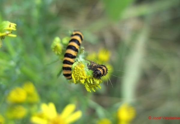 Zebrarupsen van Jacobsvlinder op Jacobskruiskruid