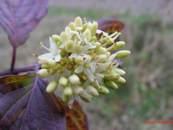 bloeiende rode kornoelje 20 11 2008