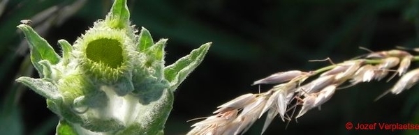 die heelblaadjes zijn nog niet rijp maar wel al héél lekker