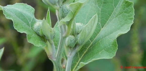 ik kwam alleen even kijken