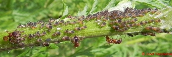 intensieve veehouderij in de natuur
