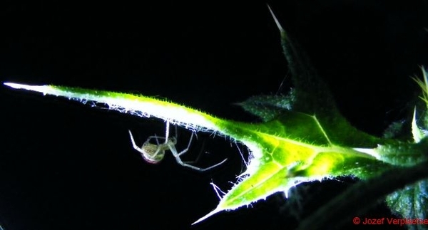 Speerdistel met spin