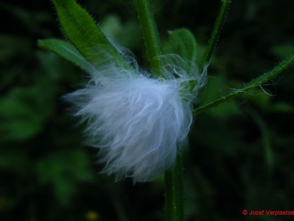 DSCF0510