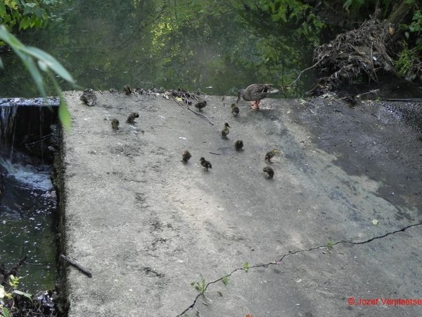 moeder Wilde Eend met 11 kuikens