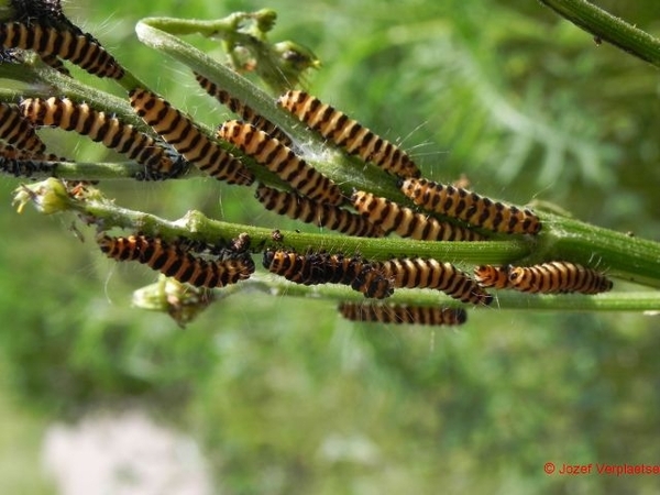 Zebrarupsen op Jacobskruiskruid