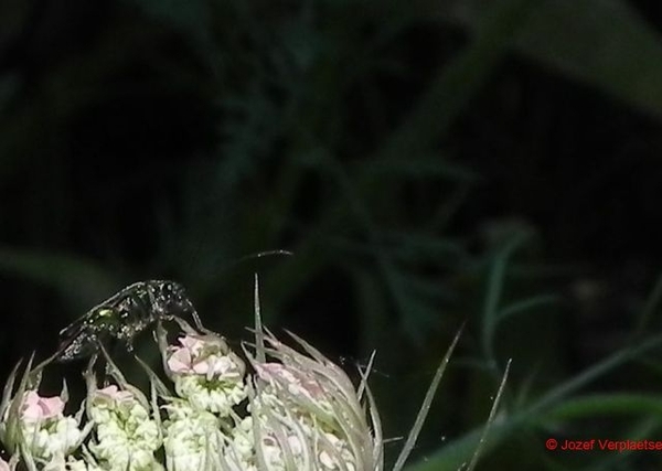 DSCN3443