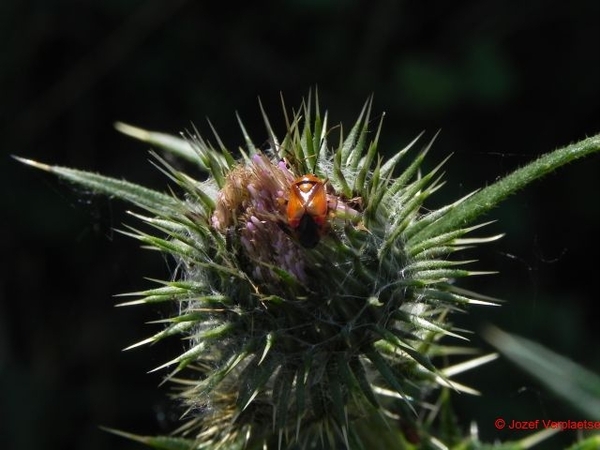 DSCN3652